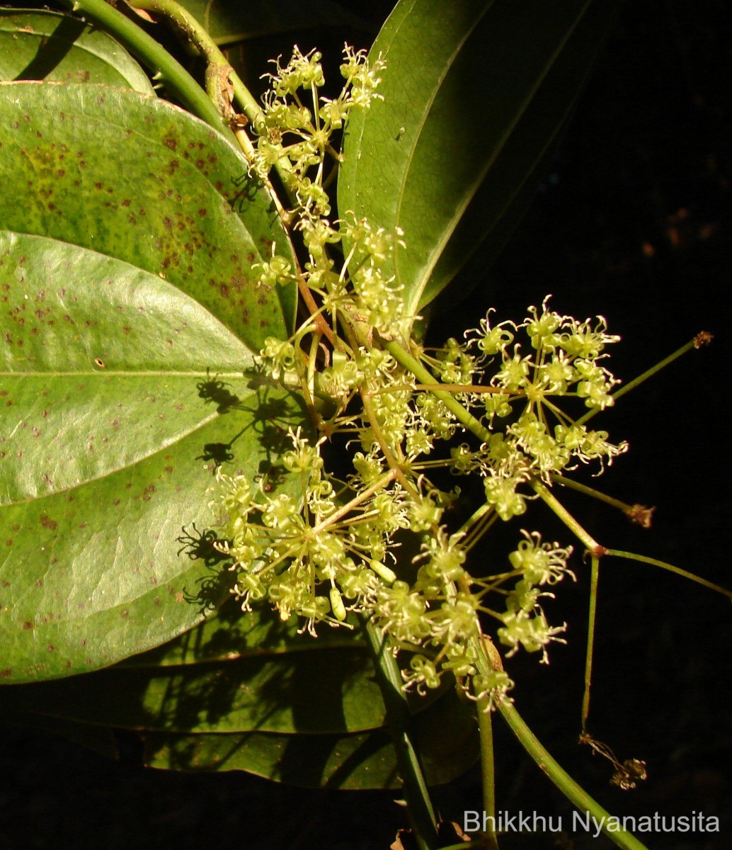 Smilax perfoliata Lour.